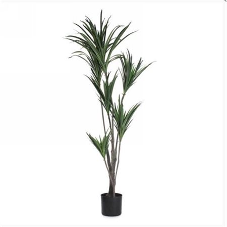 LARGE FOLIAGE PLANT IN BLACK POT