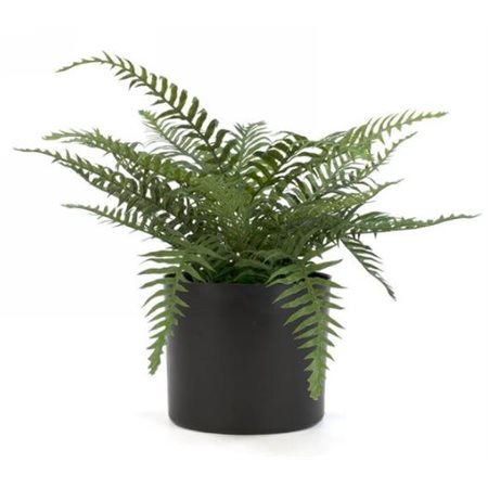 FERN IN BLACK PLASTIC POT