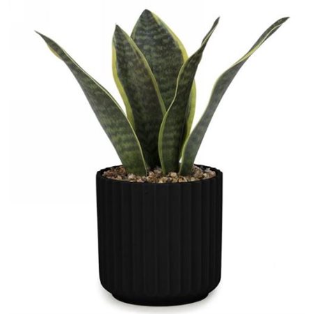 FOLIAGE PLANT IN BLACK STRIPED POT